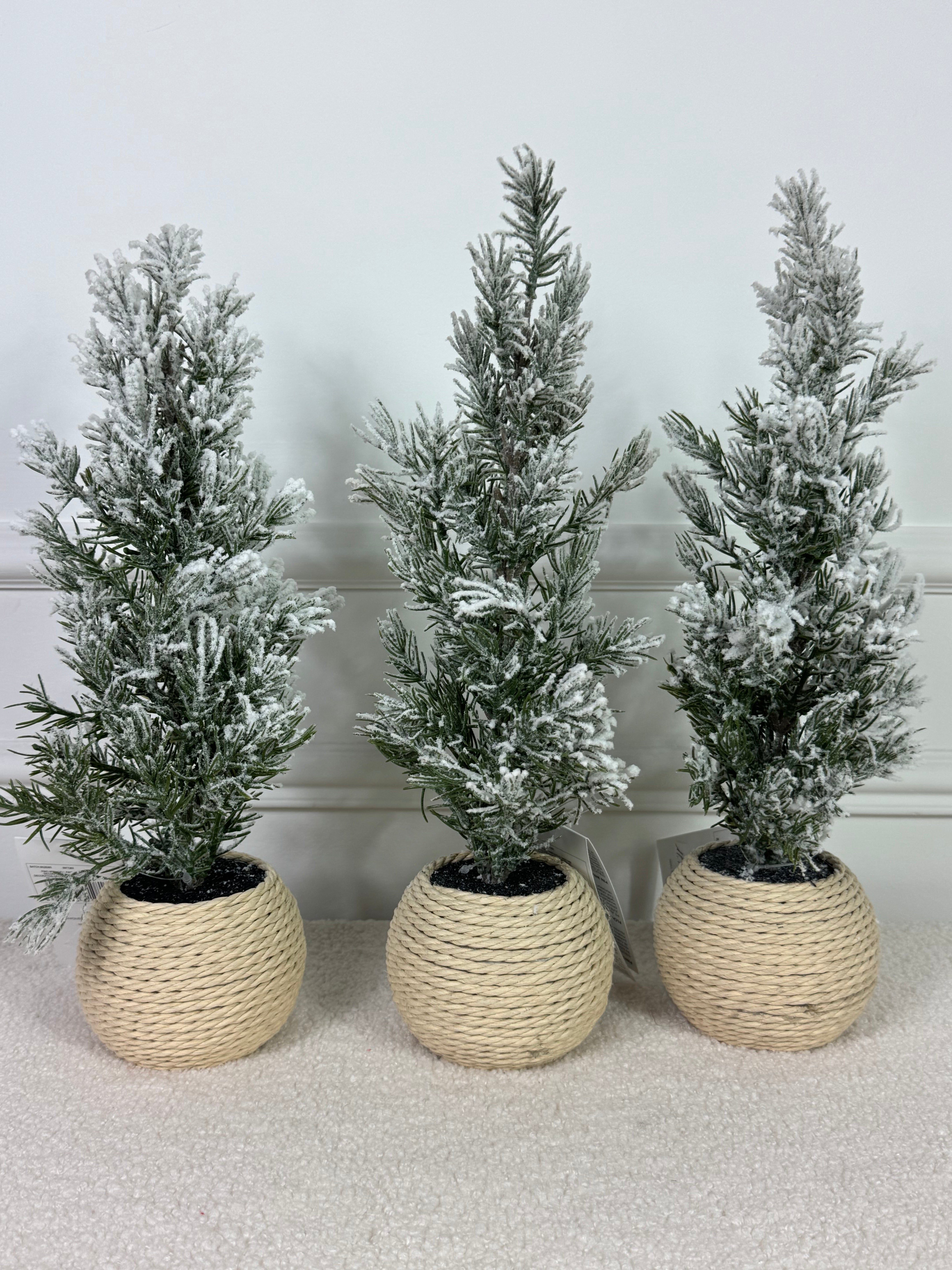 Pino innevato 55 WRANGELL